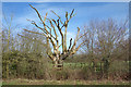 Dead tree by the hedge in BA12 6JU