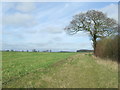 Tree And Field Boundary in CB10 2QH