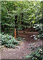 Waymark - Hockley Woods in SS5 4NY