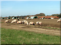 Free range pigs by Manor Farm in NR16 2NZ