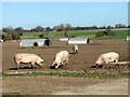 Pigs west of Eccles Common in NR16 2NZ