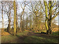 Footpath through Long Plantation in DN3 2LS
