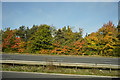 Autumnal colours by the M5 in TA21 8EA