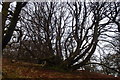Beech Tree, Great Mell Fell in CA11 0RZ