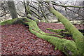 Mossy Beech in CA11 0RZ
