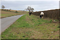 Horses grazing beside High Lane in YO61 1SN
