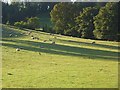 Pastures near Wargrave in RG10 8PB