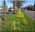 Daffodils in the centre of Narborough Road in LE3 2RT