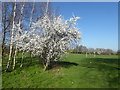 Springtime in Jubilee Park in EN1 1HA