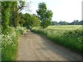 A farm track - Manydown Park in RG23 8PG