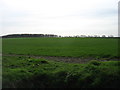Farmland near Carlton Hall Farm in CB8 9LF