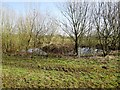 Pond in a field with central island in YO42 1NN