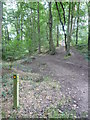 Footpath Junction Entering Smeekley Wood in Barlow & Holmesfield Ward