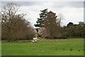 Sheep field and Blossom in North Carlton in North Carlton