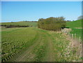 The Icknield Way Trail, near Clothall in SG7 6RD