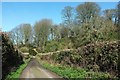 Lane past William's Wood in DT6 3SW