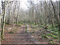 Bridleway in East Arnecliff Wood in YO22 5BA