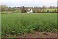 Oilseed rape growing near Ashford Carbonell in SY8 4DA