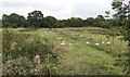 Sheep grazing by the Stoney Brook in ST18 0LL