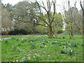 Naturalised daffodils in Don Hoyle Meadow in Tregoniggie Woods in TR11 2WU