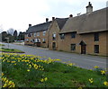 Daffodils along Harborough Road in Brixworth in NN6 9DN