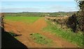 Field and hedge, Mappercombe Farm in DT6 3SZ