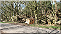 Stacks of logs beside an unnamed minor road in Eccles Road