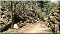 Large stacks of logs near Heath Cottages in Eccles Road