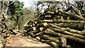Stacks of logs on the edge of Eccles Wood in Eccles Road