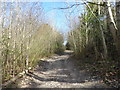 Bridleway through Rice Wood in ME13 0PW