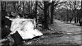 Logs stacked beside the road in Eccles Road