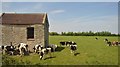 Field barn and cattle in BS22 7RJ