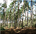 Conifers and dead bracken in Eccles Wood in Eccles Road