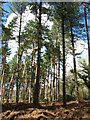Conifers in Eccles Wood in Eccles Road