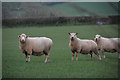 Mid Devon : Grassy Field & Sheep in EX17 4AQ