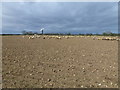 Sheep farming near Bircham Windmill in Norfolk in PE31 6SJ