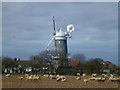 Sheep next to Bircham Windmill, Great Bircham in Norfolk in PE31 6SJ