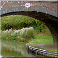 Arch and willowherb near Congerstone, Leicestershire in CV13 0BL