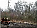 Derelict woodland by the Ivyhouse Industrial Estate in TN35 4JJ