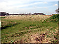 View across the Bluebell Wood burial park in Waterloo
