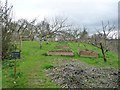 New orchard, raised beds and apiary, Acorn Bank in CA10 1SP