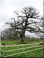 The Dalston Oak, from the west, Acorn Bank estate in CA10 1SD