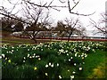 Spring display, Grappenhall Heys walled garden in WA4 3JB