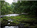 Grassy shallows on the River Severn in SY18 6PQ