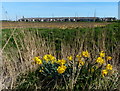 Daffodils next to Outwell Road in PE34 3NJ