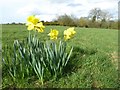 Daffodils on Stonehall Common in WR5 2QB