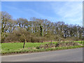Maple Sale Copse in SN5 0AW