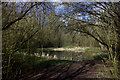 Cock Robin wood pond in CV22 6JJ
