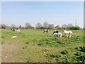 Sipson - Horse Farm near Heathrow Access Motorway in UB7 0NA
