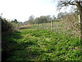 Pasture by Cobb's Grove Plantation in NR9 5AG